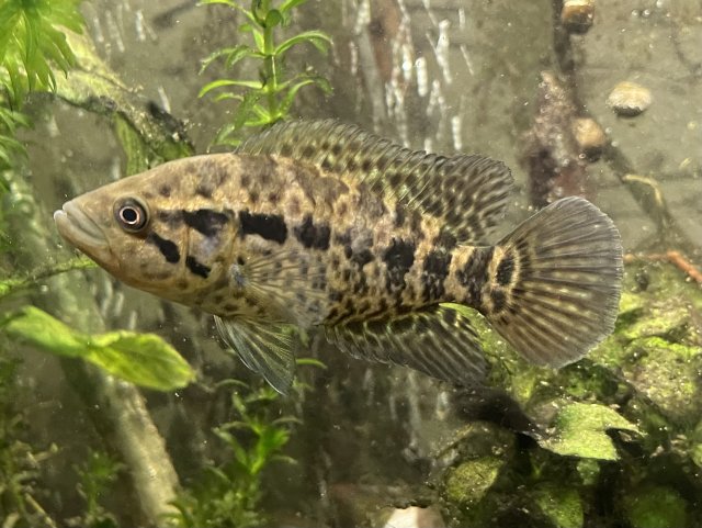 5D99D5AF-19A7-42C2-81AD-0EA09F831877.jpeg 5D99D5AF-19A7-42C2-81AD-0EA09F831877.jpeg