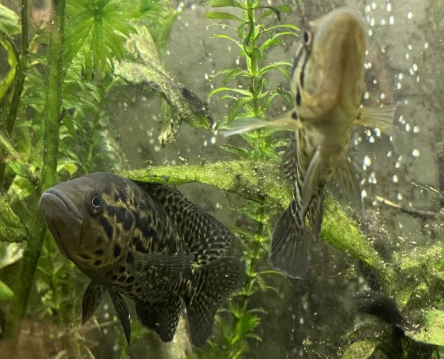 0D240272-D9B3-4B87-BF32-0CB5FB0B17F3.jpeg 0D240272-D9B3-4B87-BF32-0CB5FB0B17F3.jpeg