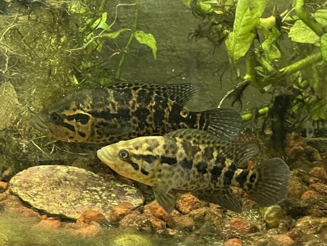 49209888-1B91-44E7-A4BC-7B8EE5911C82.jpeg 49209888-1B91-44E7-A4BC-7B8EE5911C82.jpeg