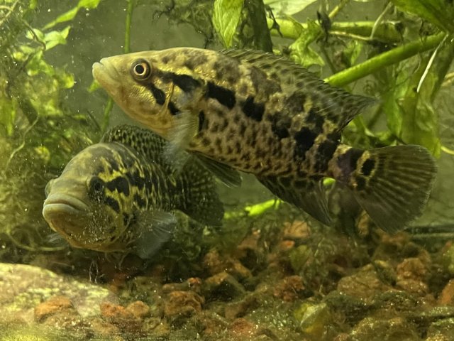 CB844C86-83BD-4F31-BAC2-A23833F216C1.jpeg CB844C86-83BD-4F31-BAC2-A23833F216C1.jpeg