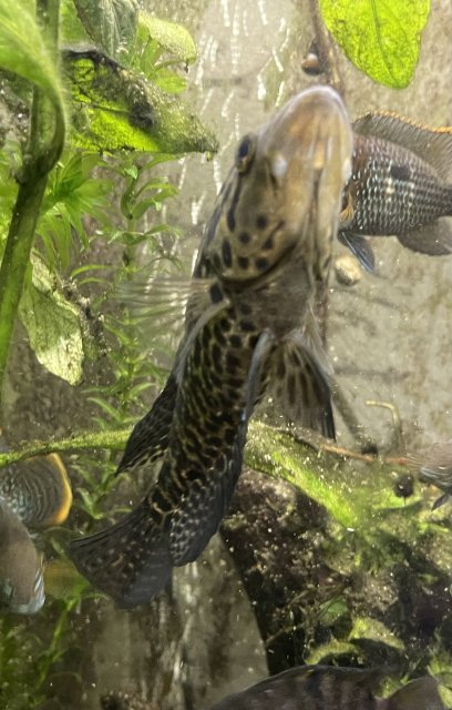 5B7693F2-96A2-438B-A829-E78375578C36.jpeg 5B7693F2-96A2-438B-A829-E78375578C36.jpeg