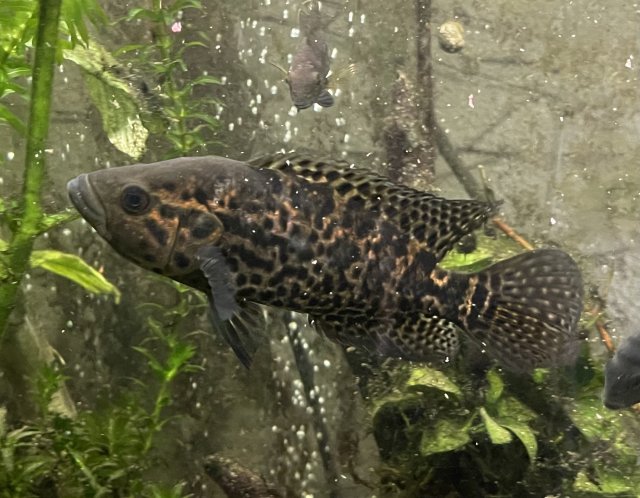 8BF33711-82B5-411C-A7FC-E133A3B77AB4.jpeg 8BF33711-82B5-411C-A7FC-E133A3B77AB4.jpeg