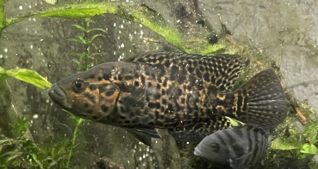 5C92C1FB-EC60-417A-B102-7C7FE2F6CB36.jpeg 5C92C1FB-EC60-417A-B102-7C7FE2F6CB36.jpeg