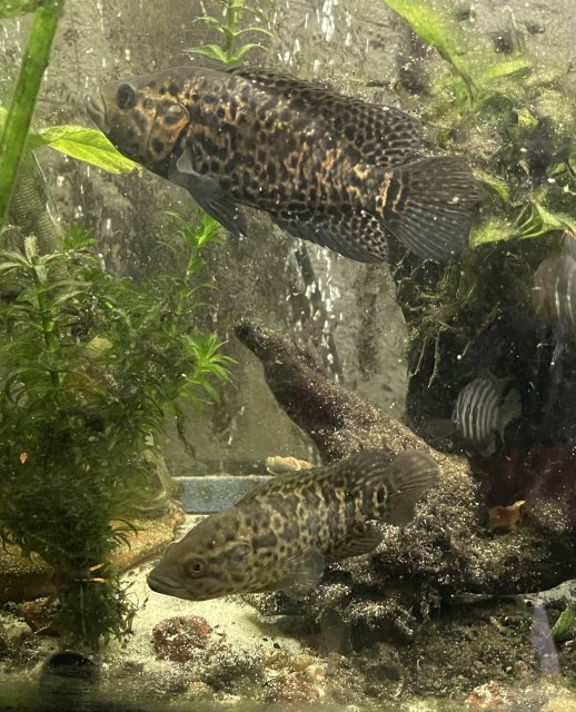 E8AF1554-D30B-4CA1-B95B-8B546EE52D22.jpeg E8AF1554-D30B-4CA1-B95B-8B546EE52D22.jpeg