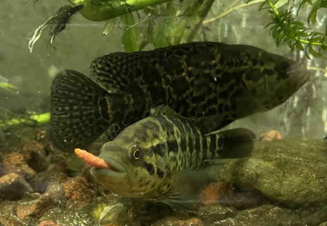 381612ED-3EB6-430F-BF15-122687DB82A6.jpeg 381612ED-3EB6-430F-BF15-122687DB82A6.jpeg