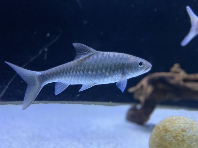 738AFF06-6A07-4E27-9EB6-6A453EB66F5E.jpeg 738AFF06-6A07-4E27-9EB6-6A453EB66F5E.jpeg