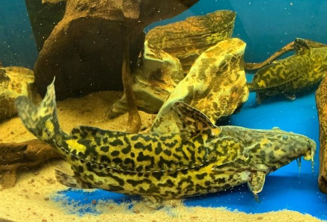 Rhinodoras Dorbignyi Mark Goh.jpg