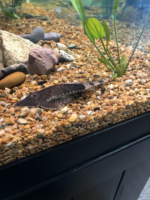 Exoticfishshop cheap