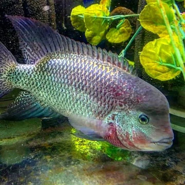 Vieja breidohri rio salado.jpg