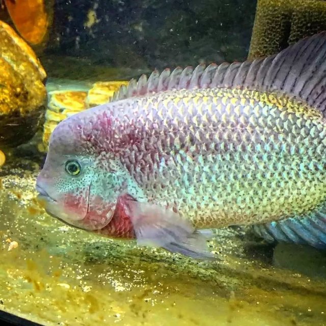 Vieja breidohri rio salado 2.jpg