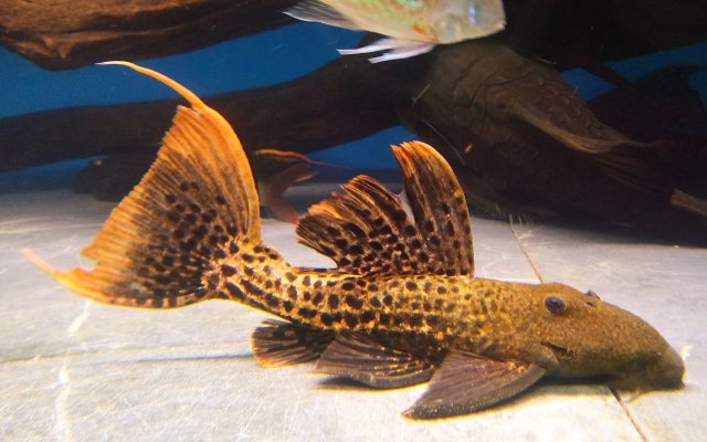 IMG_20210831_112312_605.jpg IMG_20210831_112312_605.jpg