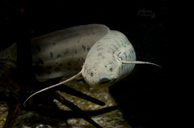 DSC_7778.jpg