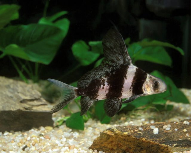 chinese-sucker-myxocyprinus.jpg