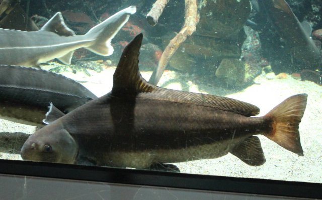 IMG_5383_chinese_high_fin_banded_shark.jpg