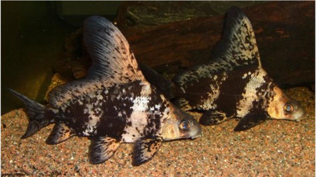 Algae-Eating-Chinese-High-Fin-Large-Banded-SharkBatfish-2.jpg