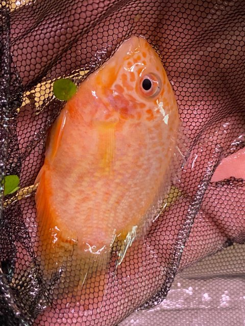 signal-2021-12-18-215824_001.jpeg signal-2021-12-18-215824_001.jpeg