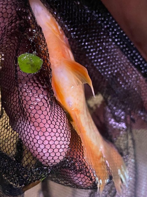 signal-2021-12-18-215824_002.jpeg signal-2021-12-18-215824_002.jpeg