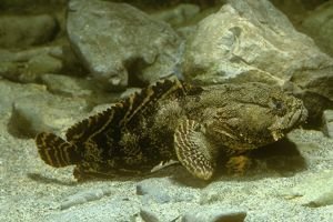 oyster-toadfish-opsanus-tau-nj-6125802.jpg
