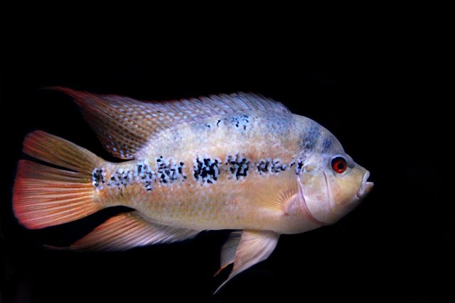 Lyonsi male.JPG Lyonsi male.JPG