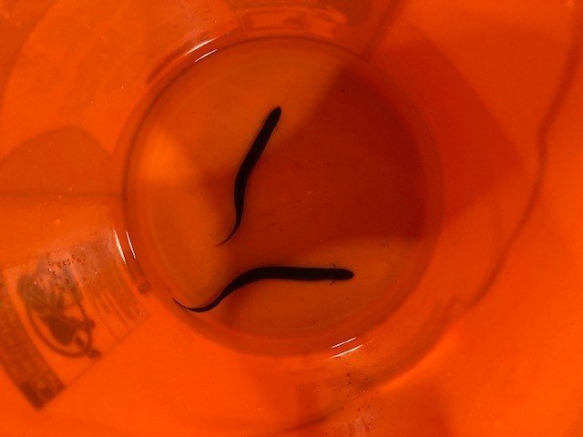 lungfish.jpg lungfish.jpg