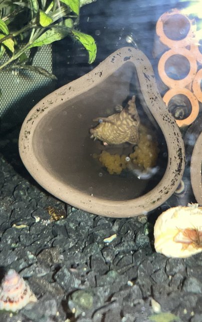 19BA7318-3E25-4822-A7CF-2A683B846FE2.jpeg 19BA7318-3E25-4822-A7CF-2A683B846FE2.jpeg