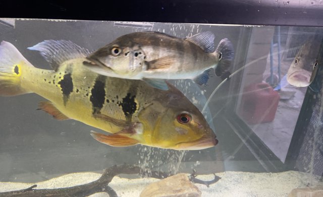 B1CB908B-D2E8-42B4-BFB4-5EF90DAAB9B8.jpeg B1CB908B-D2E8-42B4-BFB4-5EF90DAAB9B8.jpeg