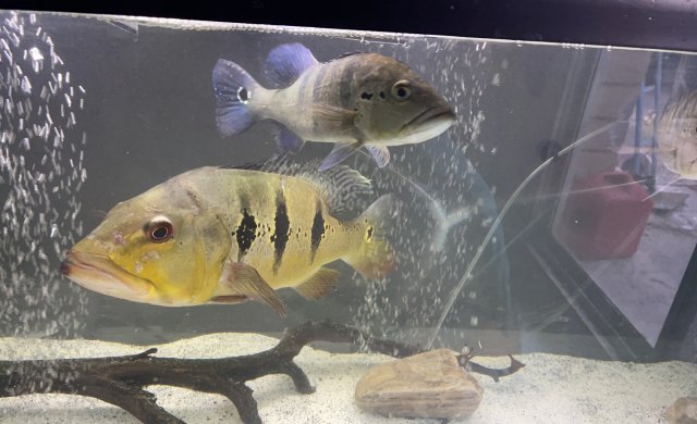 25A49217-9241-4ED7-9B74-E6DE1155D557.jpeg 25A49217-9241-4ED7-9B74-E6DE1155D557.jpeg