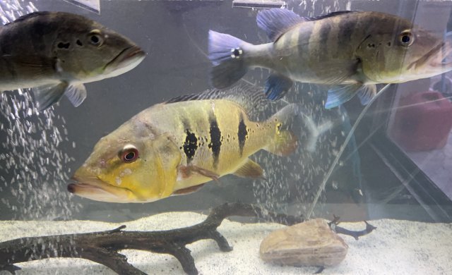 5C88DE0E-842B-4A32-82E4-45113BF2BECB.jpeg 5C88DE0E-842B-4A32-82E4-45113BF2BECB.jpeg