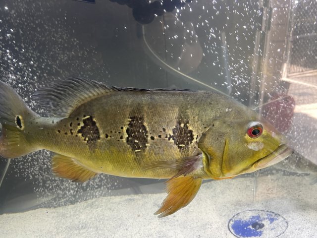 BE5800E9-2ED5-42B5-B1DE-15E2874F0ABD.jpeg BE5800E9-2ED5-42B5-B1DE-15E2874F0ABD.jpeg