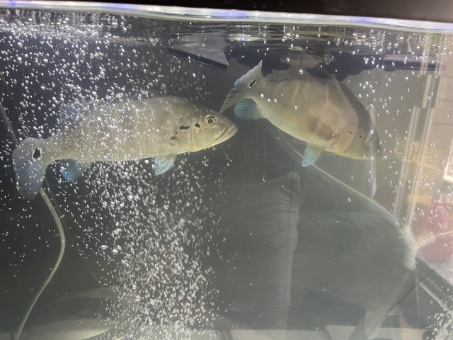 246EE9D3-AC3A-4363-B4EA-4F9DD6A82000.jpeg 246EE9D3-AC3A-4363-B4EA-4F9DD6A82000.jpeg