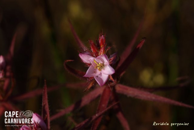 IMG_2210.jpg IMG_2210.jpg