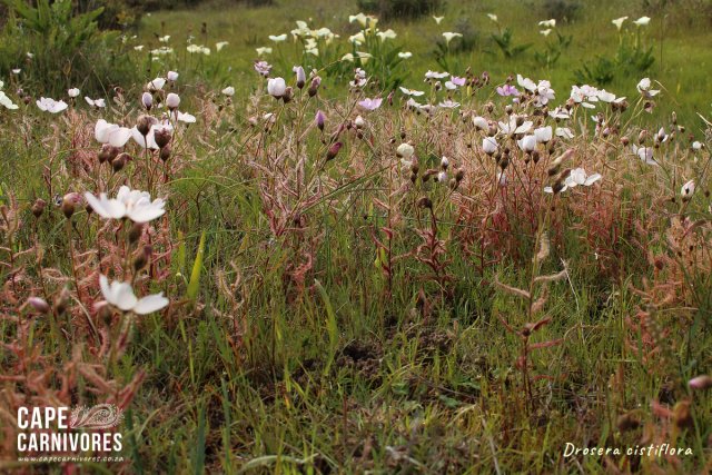 IMG_5110.jpg IMG_5110.jpg