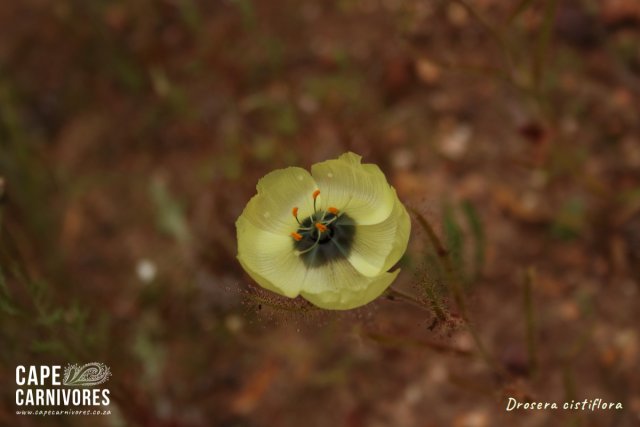 IMG_5334.jpg IMG_5334.jpg