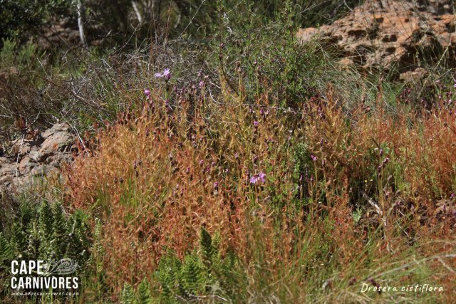 IMG_7532.jpg IMG_7532.jpg