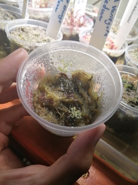 IMG_20211225_183644.jpg IMG_20211225_183644.jpg