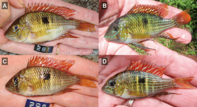Gymnogeophagus-che-coloration-of-live-specimens-immediatelly-after-capture-non-type.png