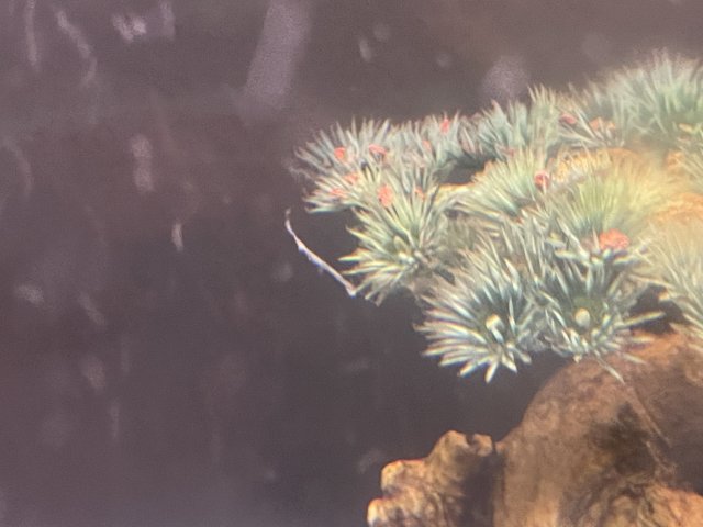 stringy.jpg stringy.jpg