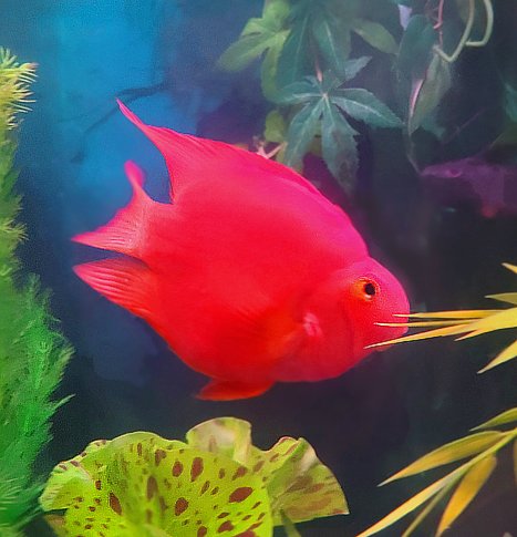 Boss side view 3.jpg