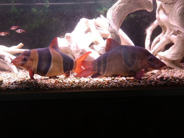 2021.12.30 Clown Loaches 6' aquarium Steve Joul.jpg