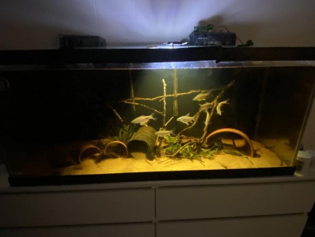 lopis tank.jpg