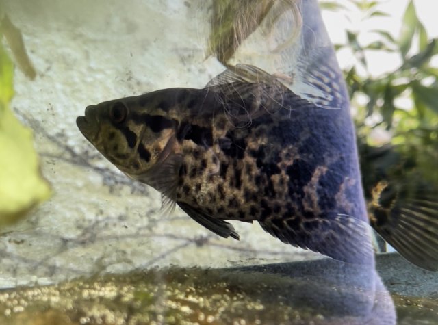 92CF3799-7D39-4736-8C90-5379D2693FE2.jpeg 92CF3799-7D39-4736-8C90-5379D2693FE2.jpeg