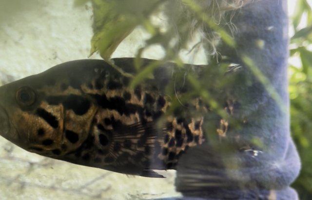 CFFFECB2-90C5-4B9C-913A-09A721C6A7B8.jpeg CFFFECB2-90C5-4B9C-913A-09A721C6A7B8.jpeg