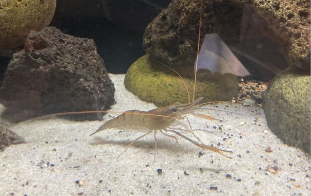 Prawn1.JPG