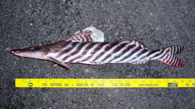 101_0007.JPG 101_0007.JPG