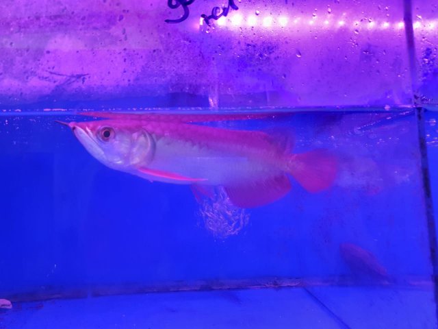 small arowana.jpeg