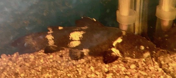 IMG_0589.jpg IMG_0589.jpg