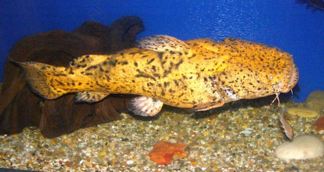 Fowleri .JPG Fowleri .JPG
