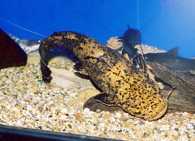 Fowleri-2.jpg Fowleri-2.jpg