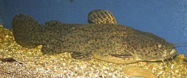 c. fowleri.jpg c. fowleri.jpg
