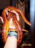 SnakeCornniko.jpg